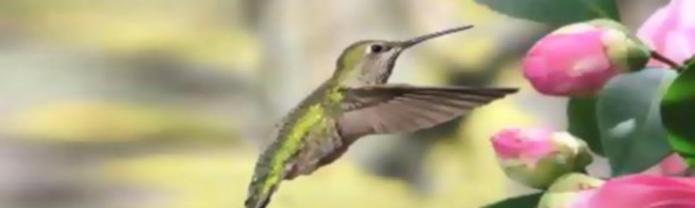 https://manuelrosas.com/wp-content/uploads/2023/10/colibri-large.jpg